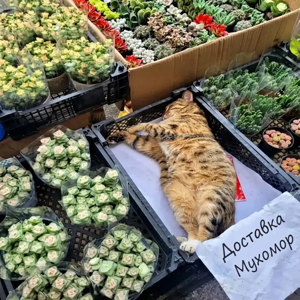 Доставка